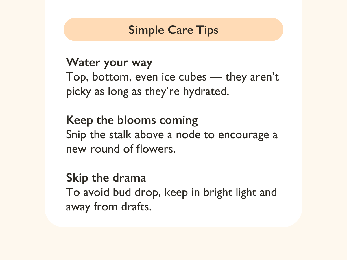 Pictured: Simple Care Tips for Orchids