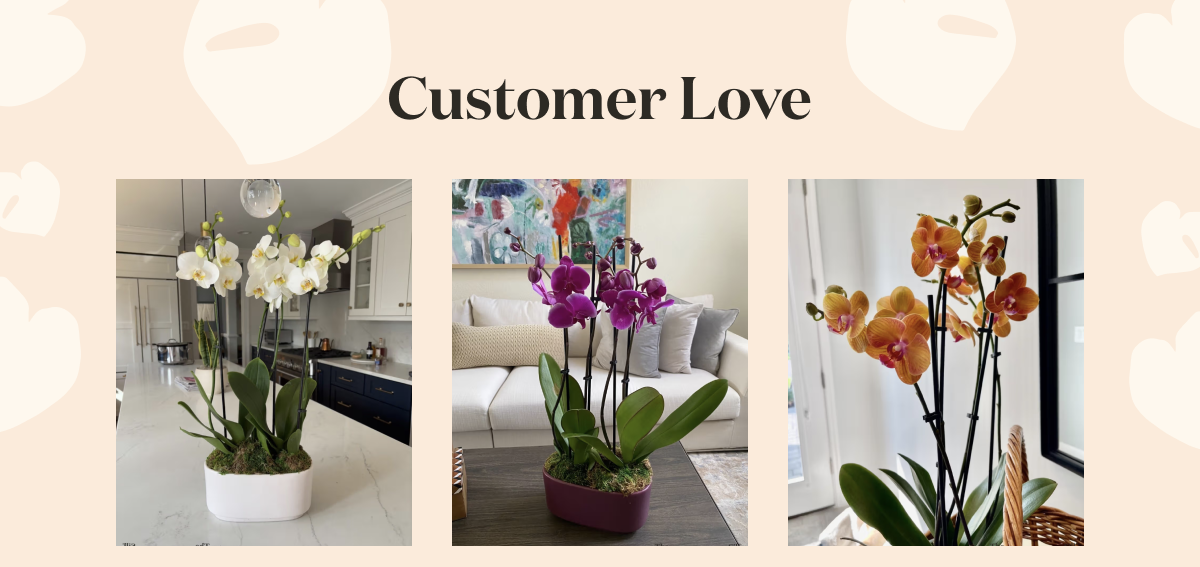 Pictured: Customer Photos of Large Double Orchid