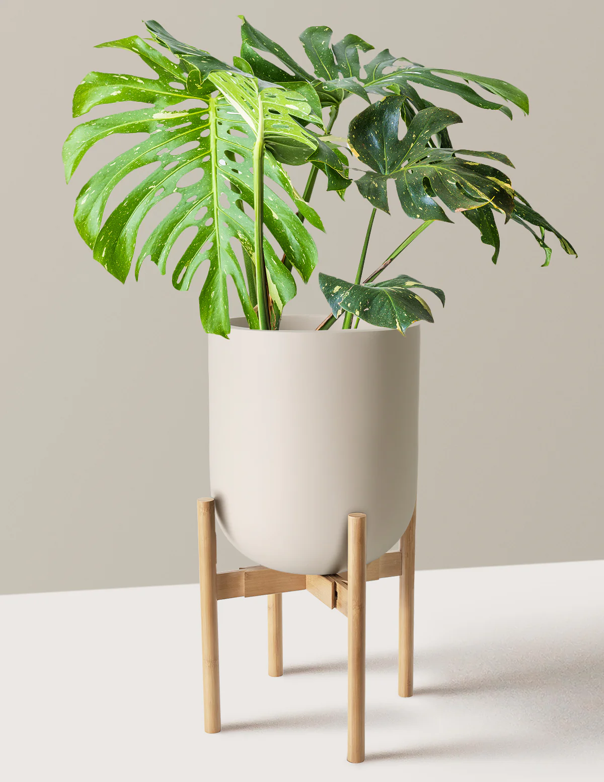 Image of Monstera Thai Constellation