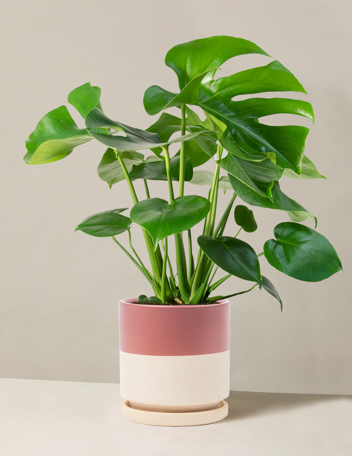 Image of Monstera Deliciosa