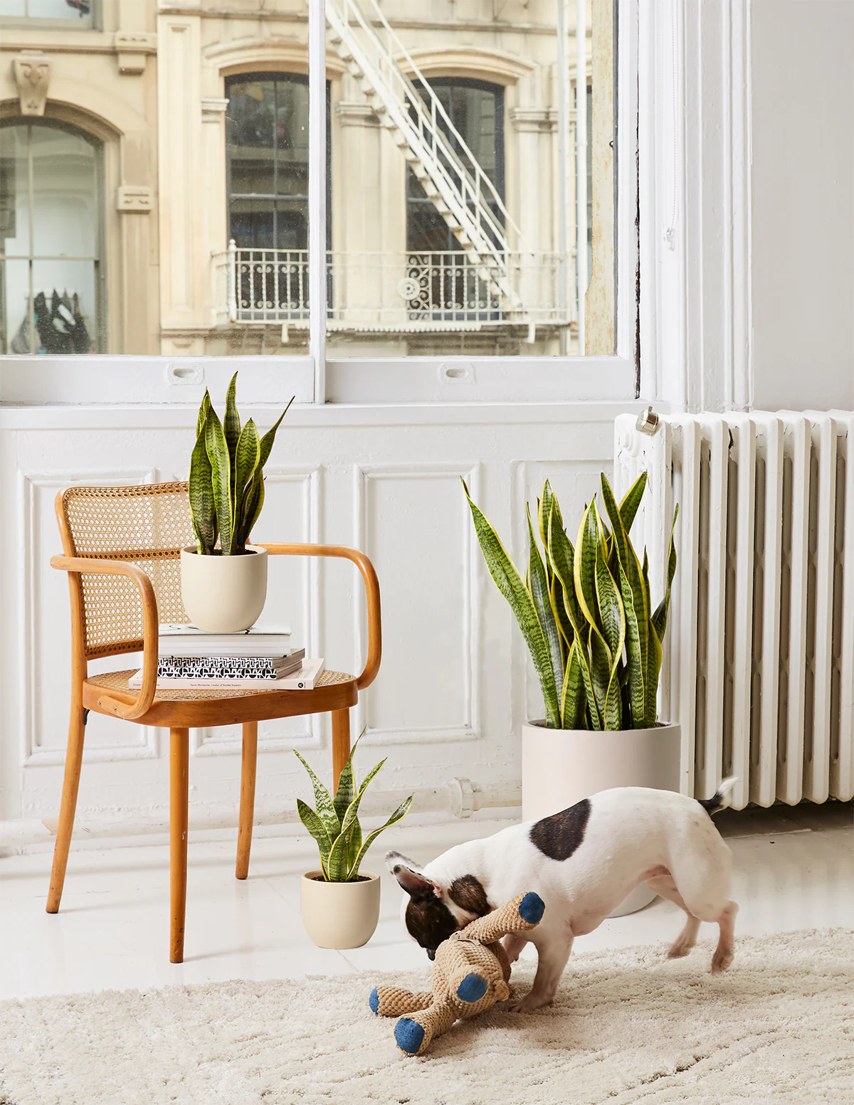 Image of Snake Plant Laurentii