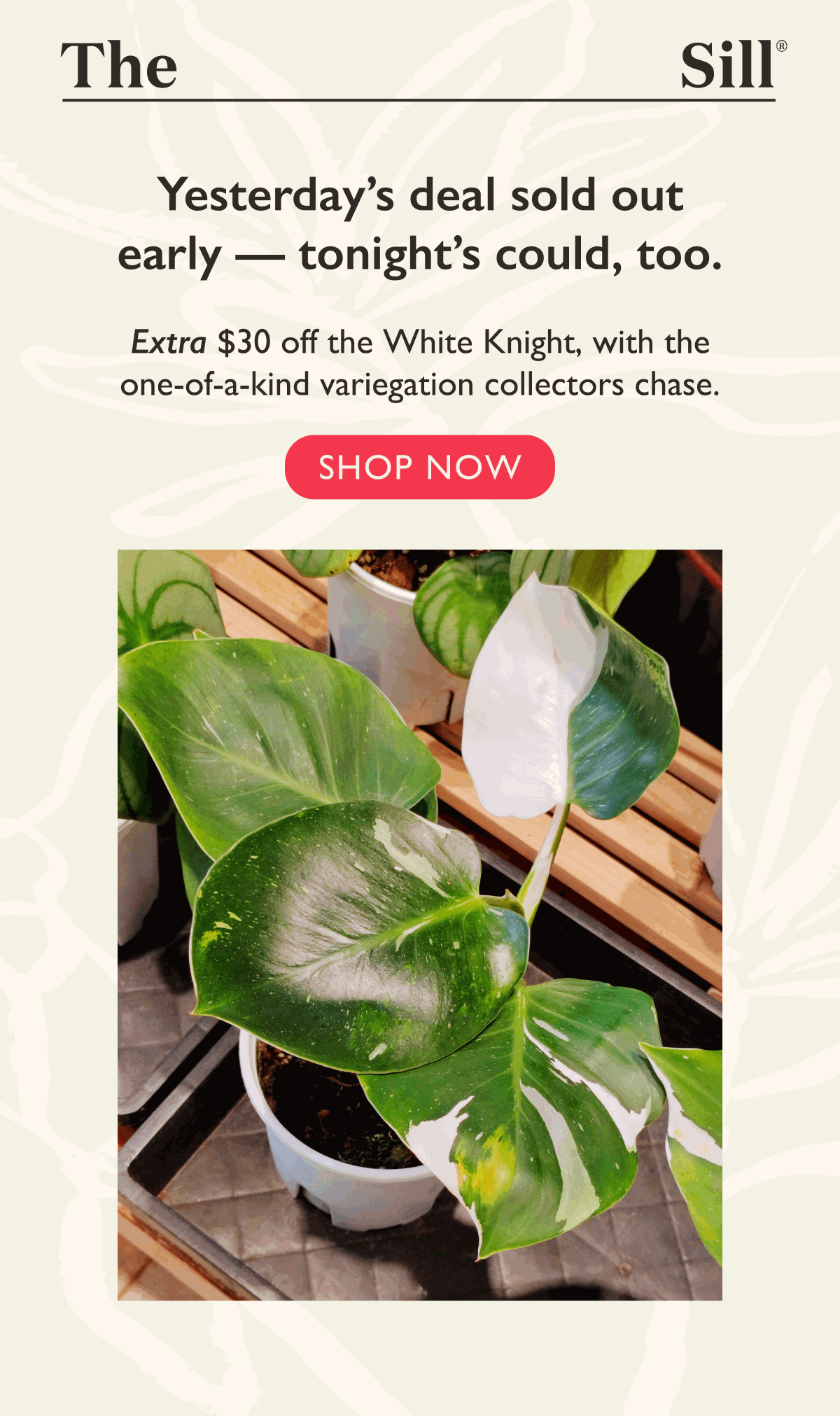 Extra $30 off the Philodendron White Knight ends soon! Shop now. Pictured: White Knight Customer Photo