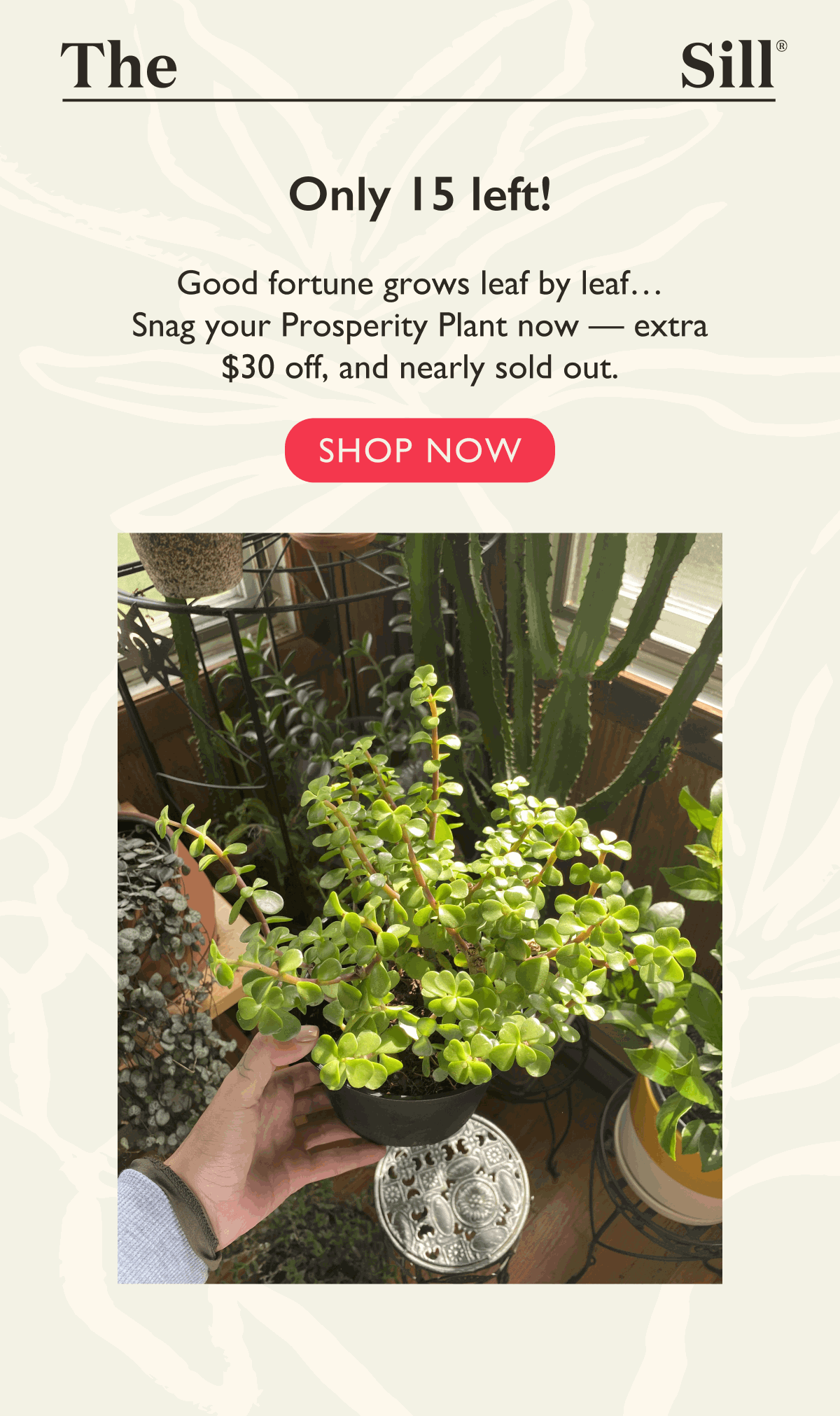 Only 15 left! Snag your Prosperity Plant, AKA Elephant Bush, before it sells out. 
