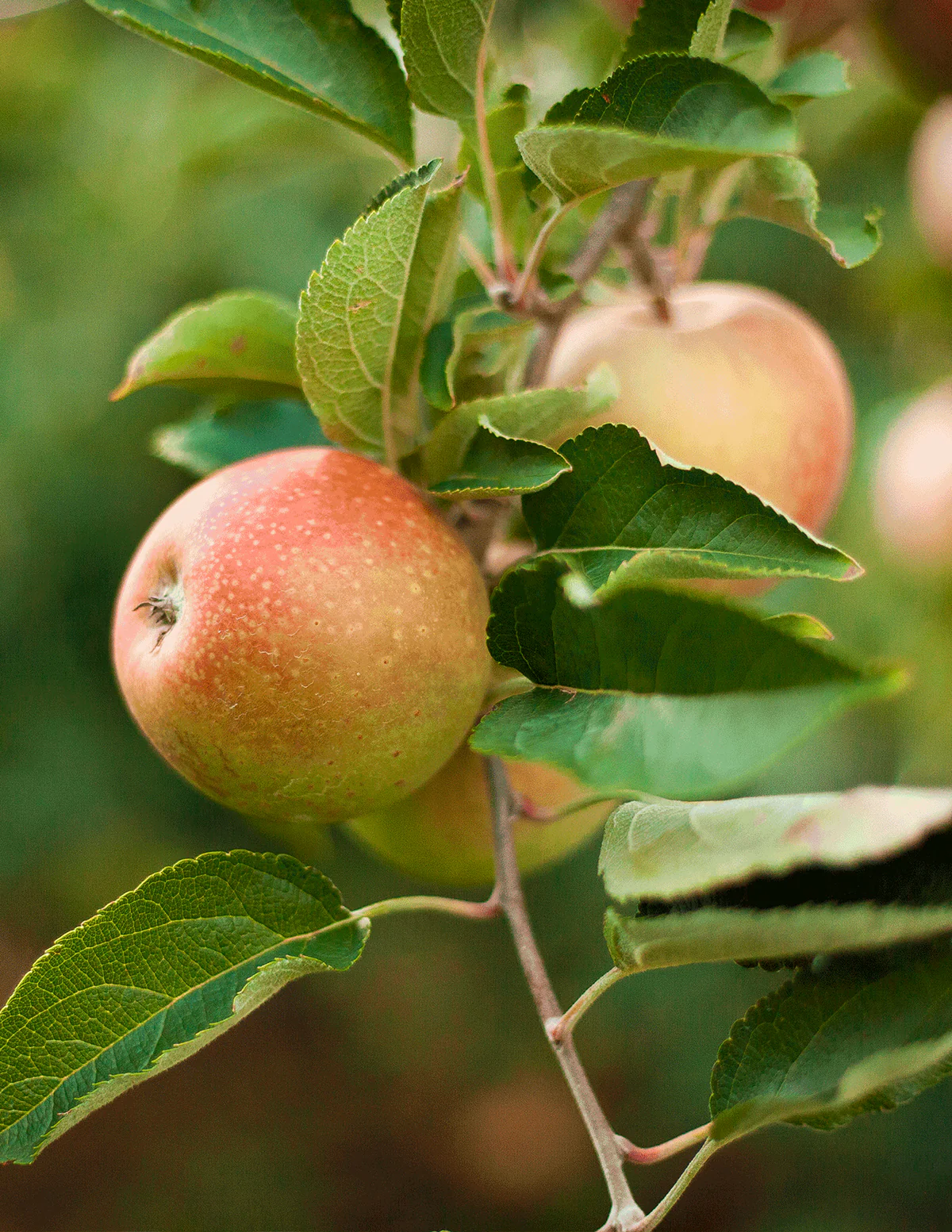 Image of Honeycrisp™ Apple Tree