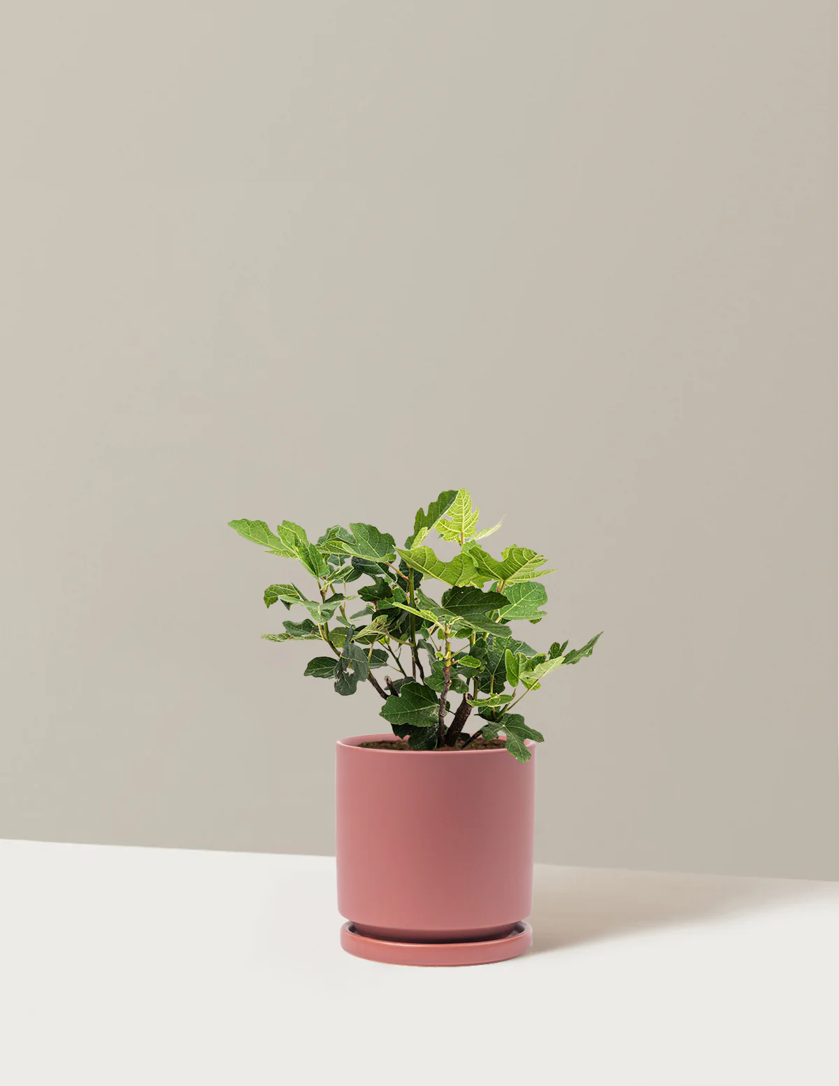 Image of Chicago Hardy Fig Tree