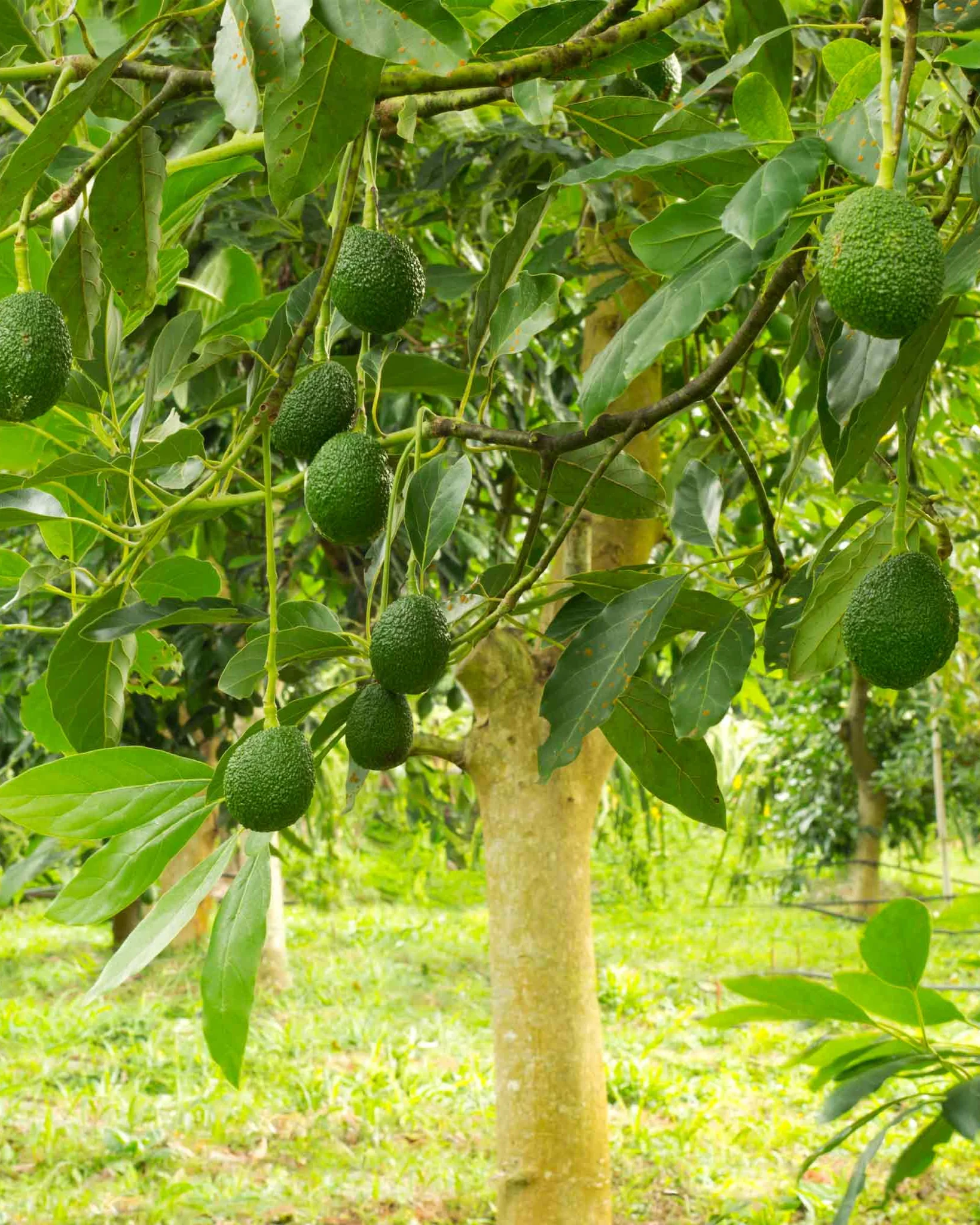 Image of Hass Avocado Tree