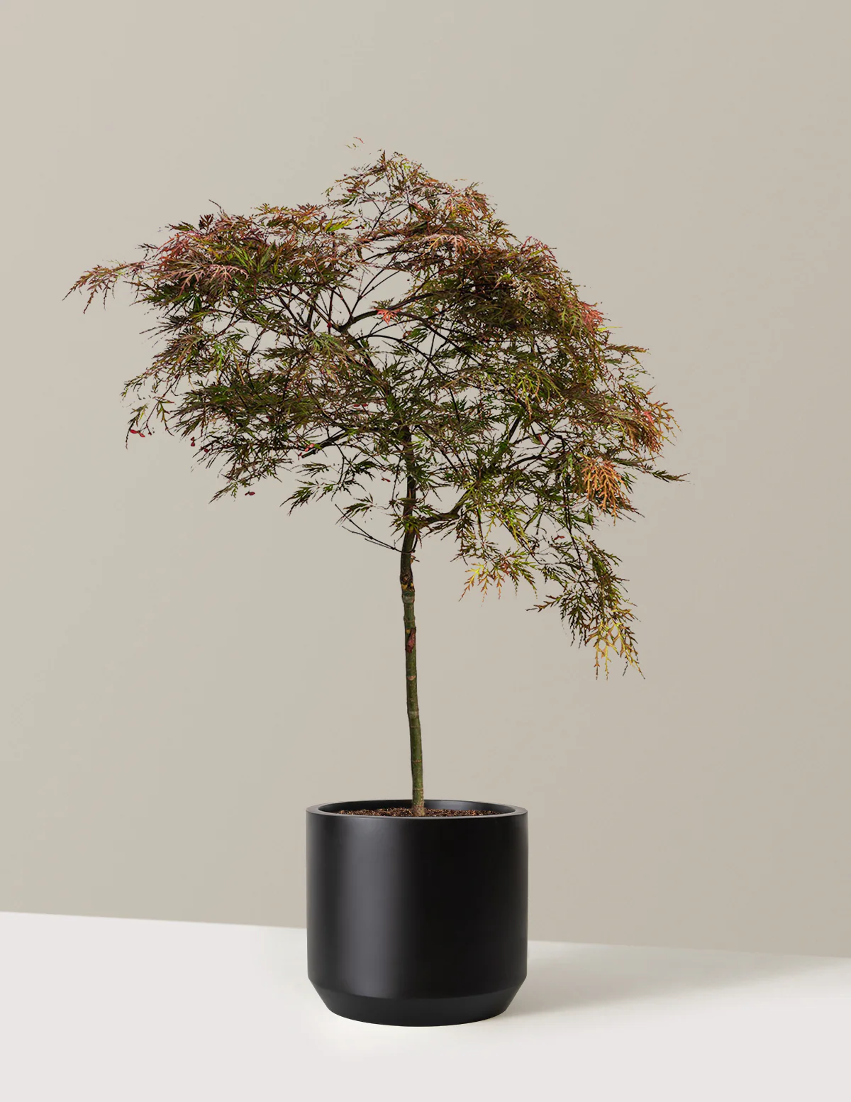 Image of Red Dragon Japanese Maple