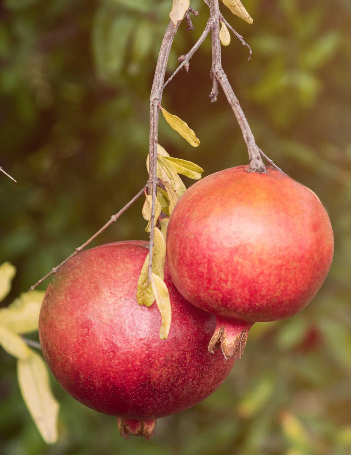 Image of Cold Hardy Pomegranate