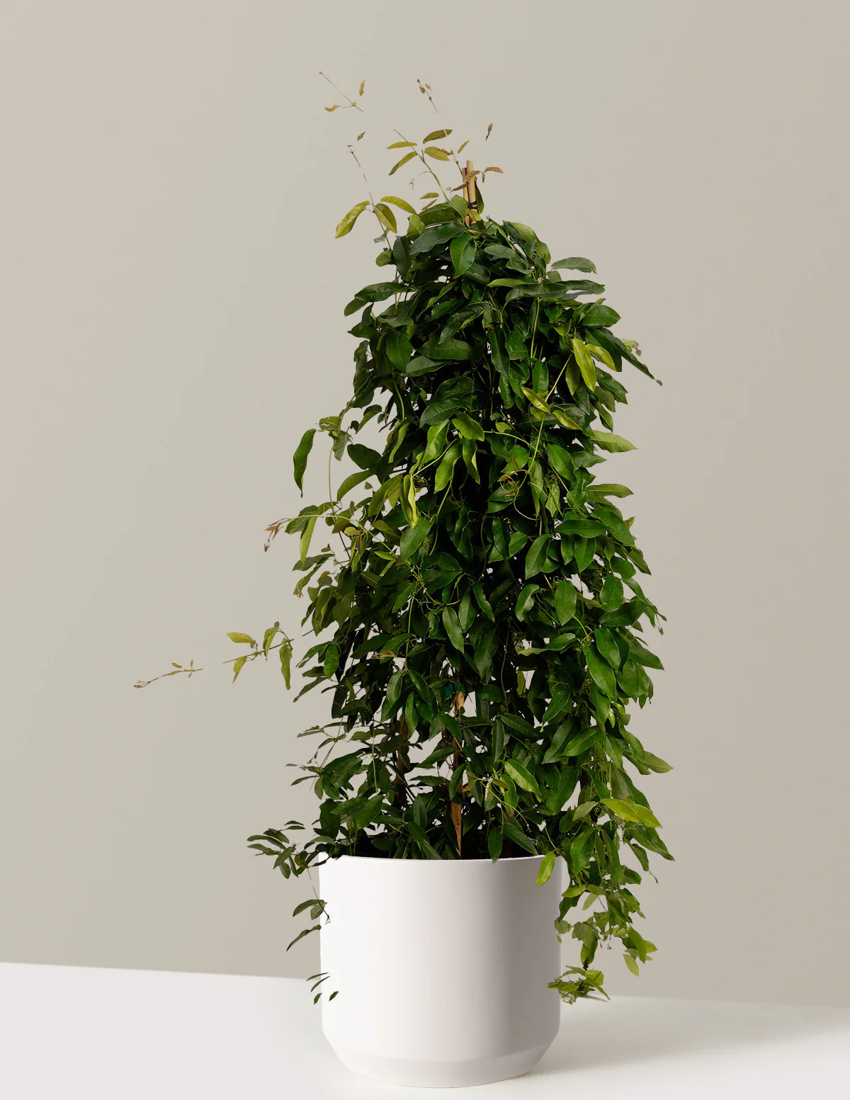 Image of Tangerine Beauty Crossvine