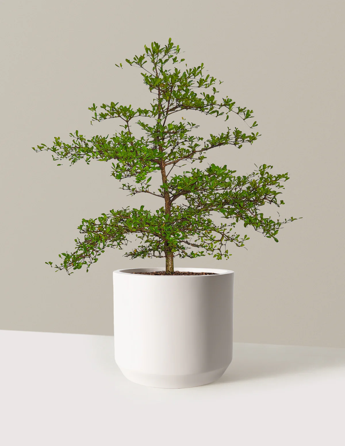 Image of Black Olive Tree