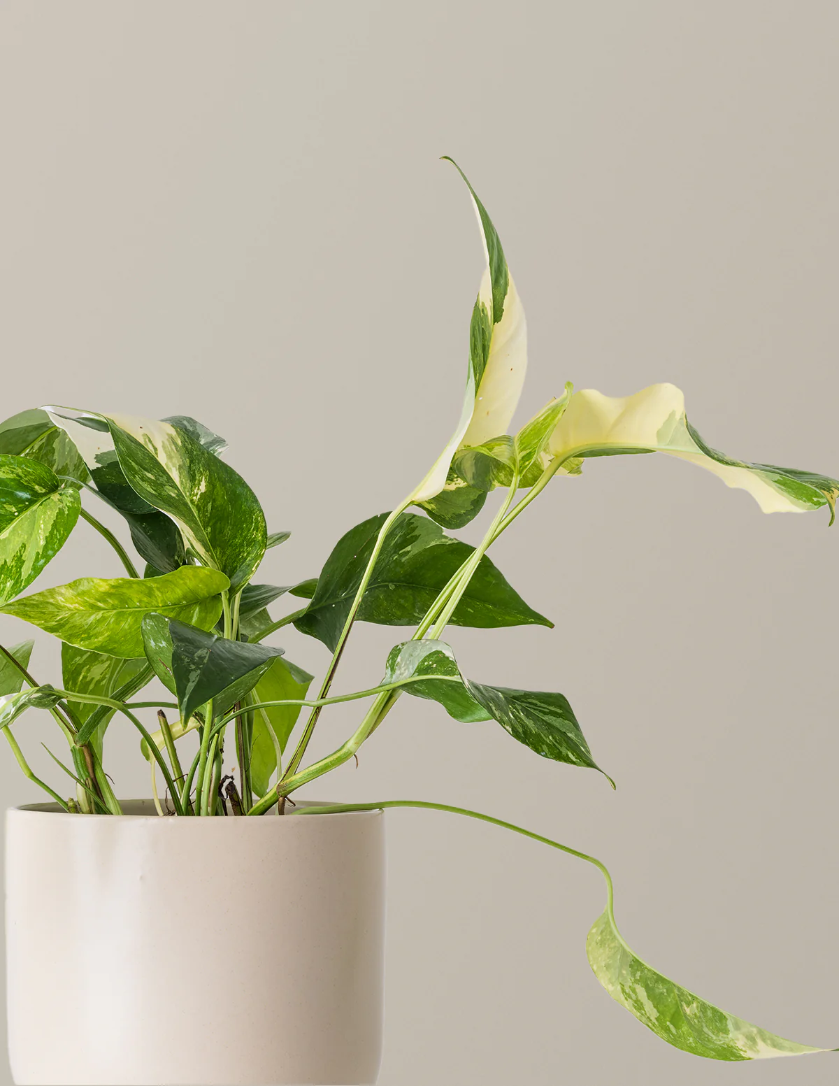 Image of Pothos Albo