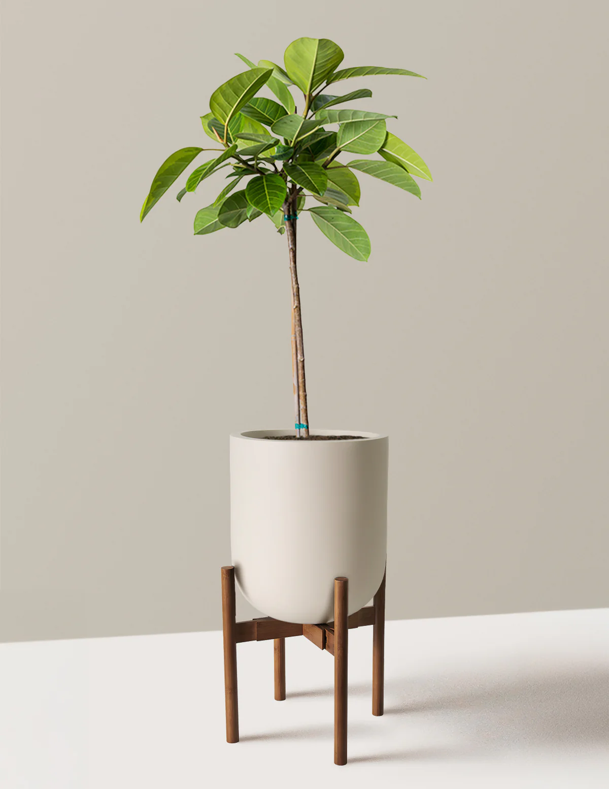 Image of Large Ficus Altissima Tree