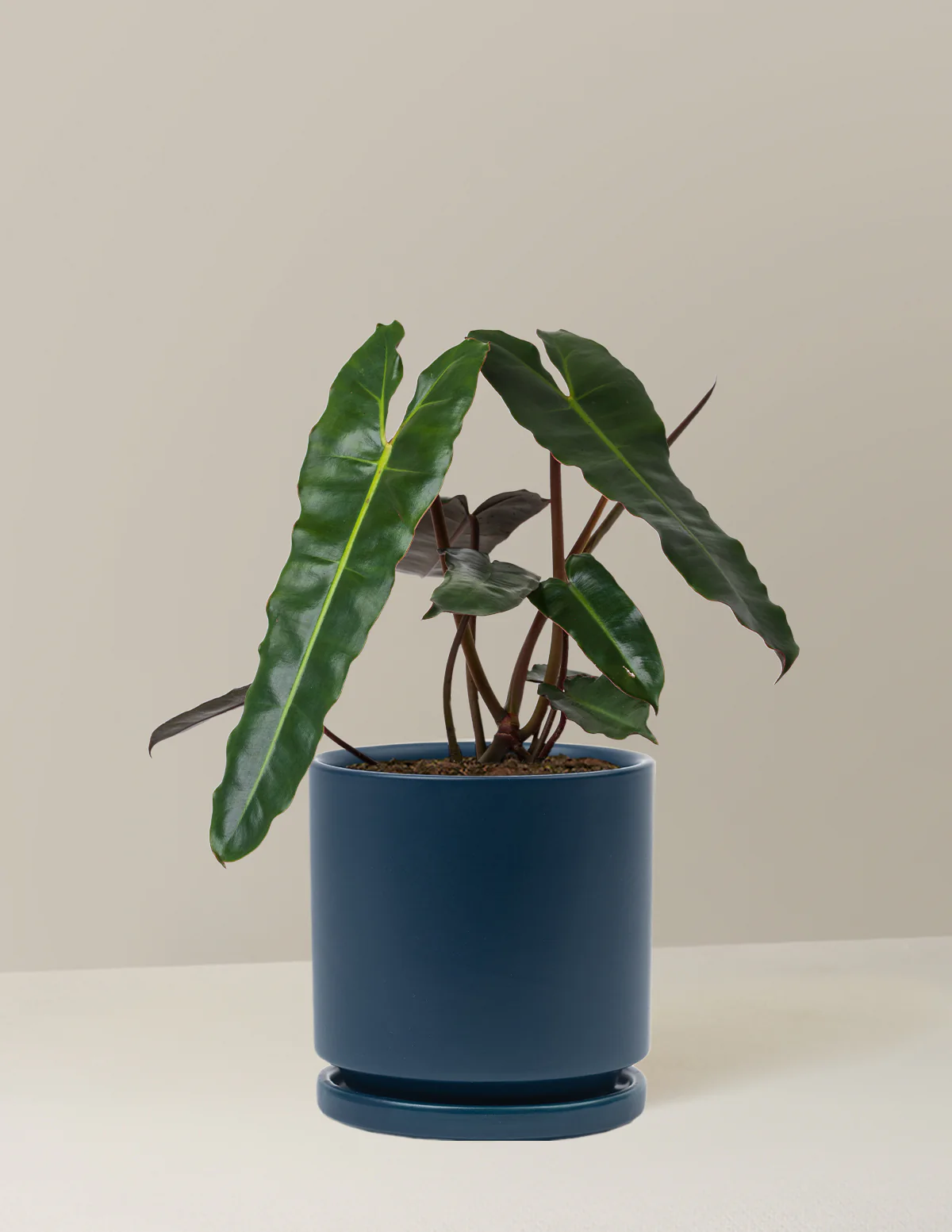 Image of Philodendron Black Billietiae