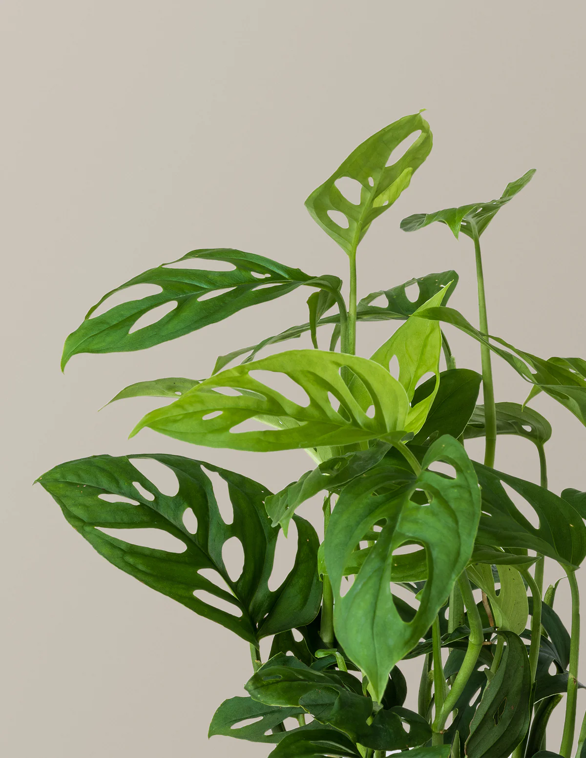 The Monstera Skeleton