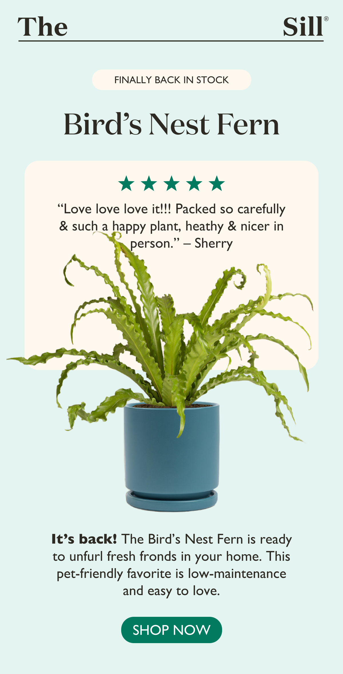 Finally Back in Stock: Bird's Nest Fern. Pictured: Fern with Customer Review