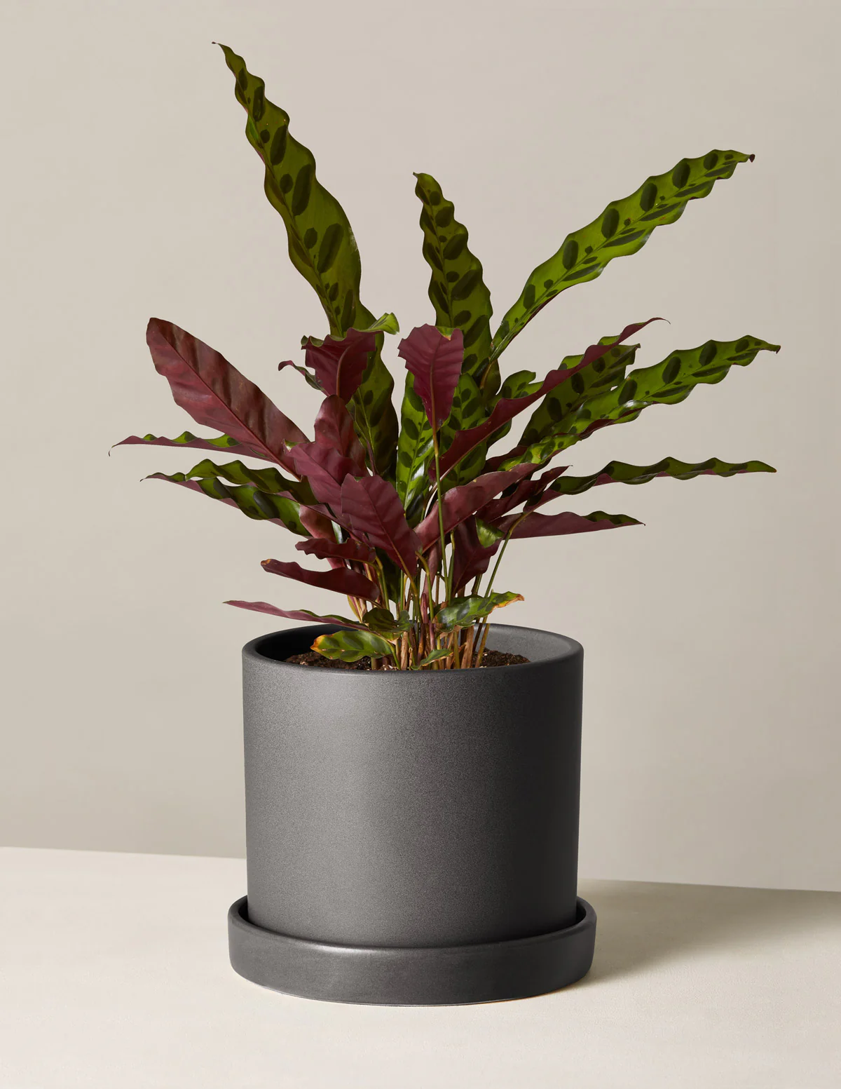 Image of Calathea Rattlesnake