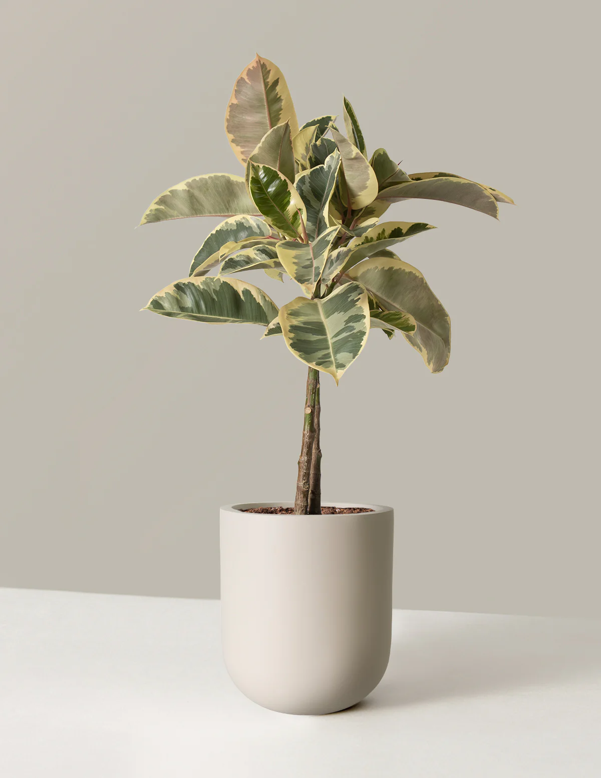 Image of Ficus Tineke Tree