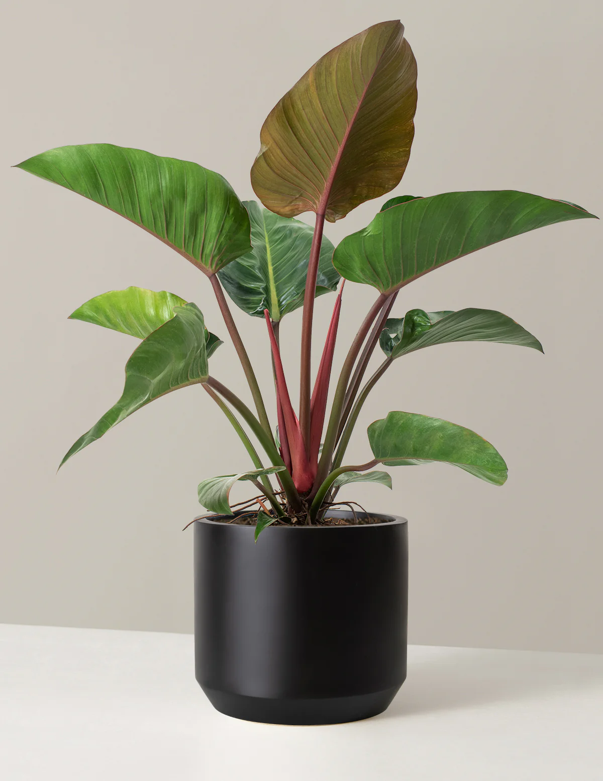 Image of Philodendron Rojo Congo