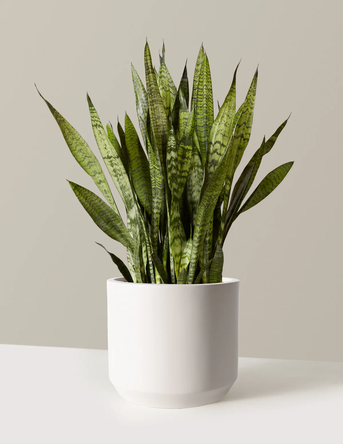 Image of Snake Plant Zeylanica