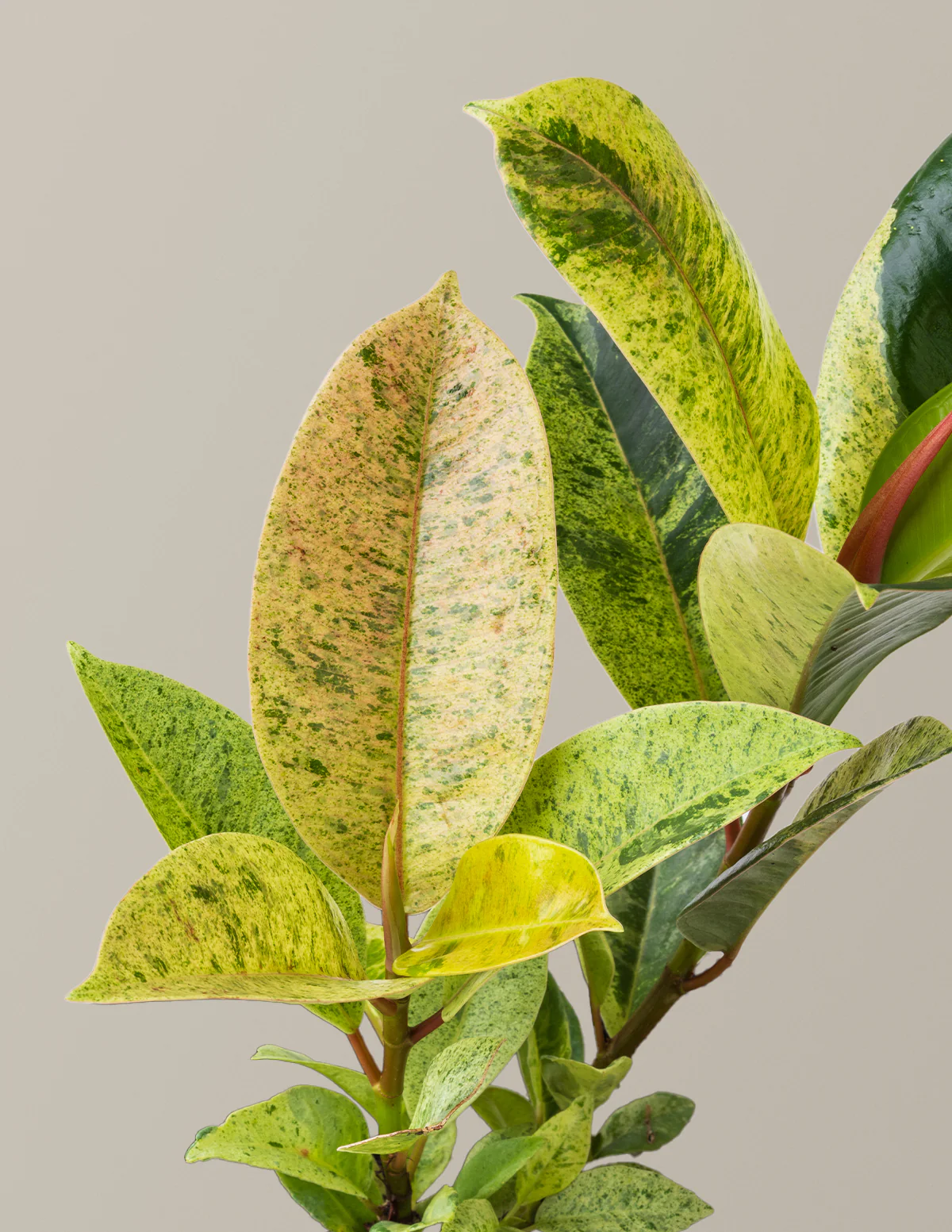 Image of Ficus Shivereana