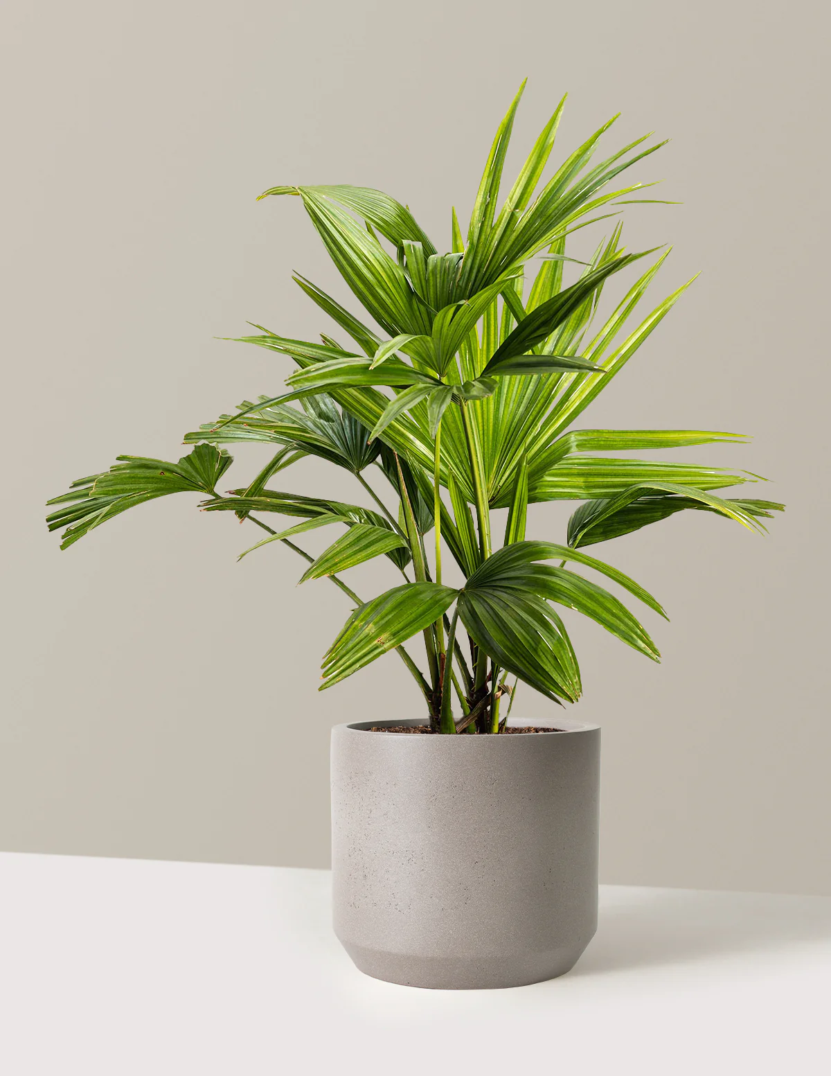 Image of Chinese Fan Palm