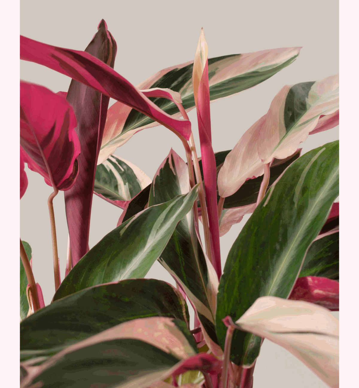 Pictured: Pink Plants