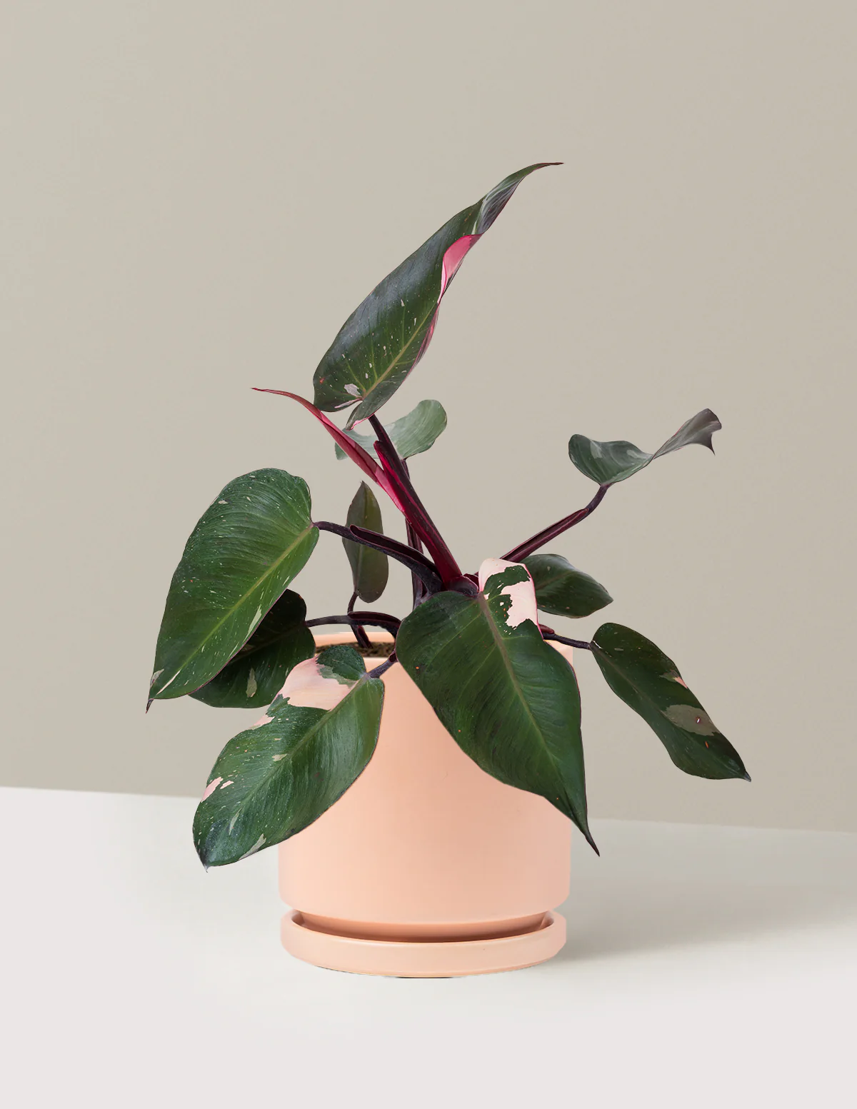 Image of Philodendron Pink Princess