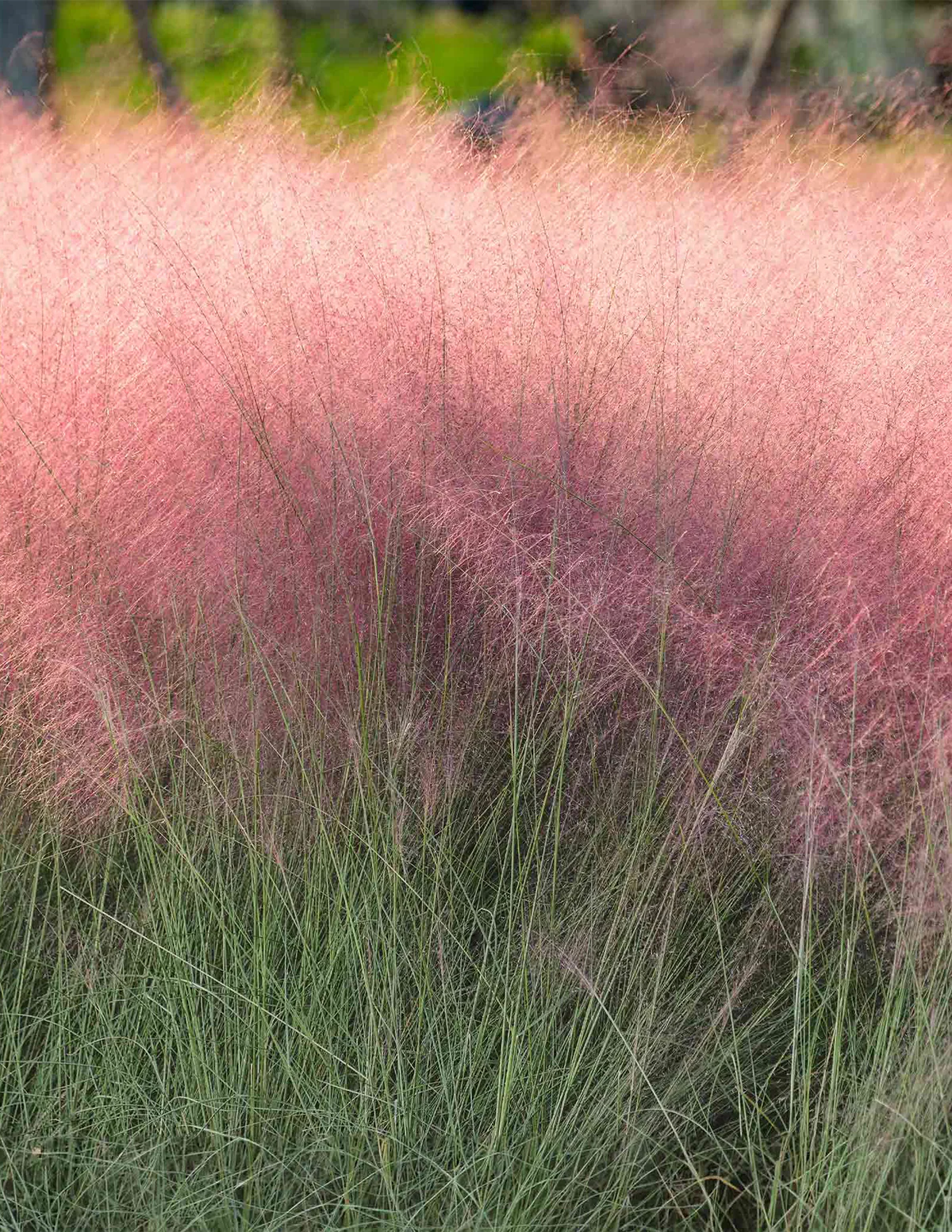 Image of Pink Muhly Grass