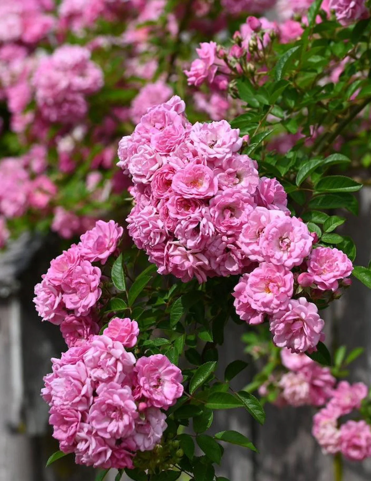 Image of Peggy Martin Climbing Rose
