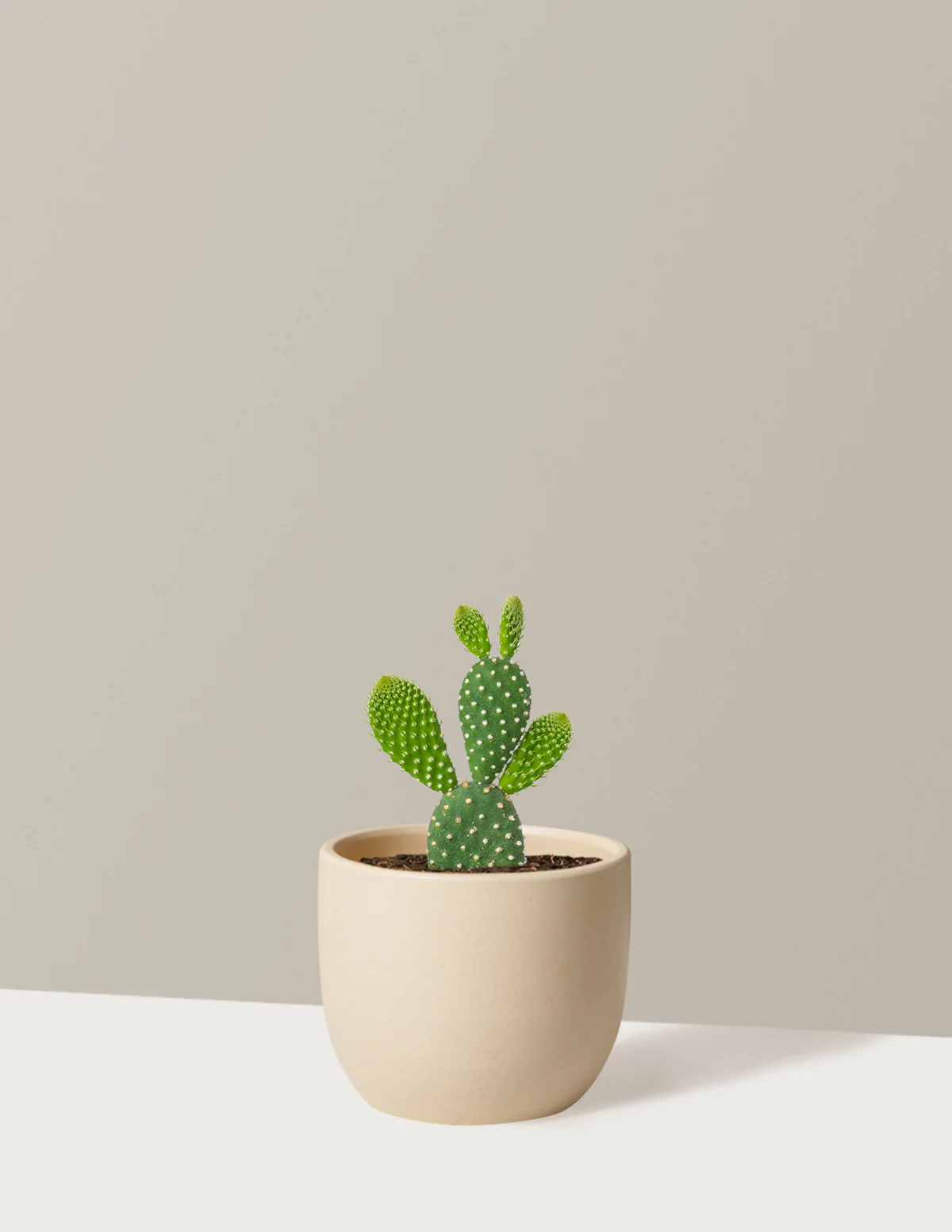 Image of Bunny Cactus