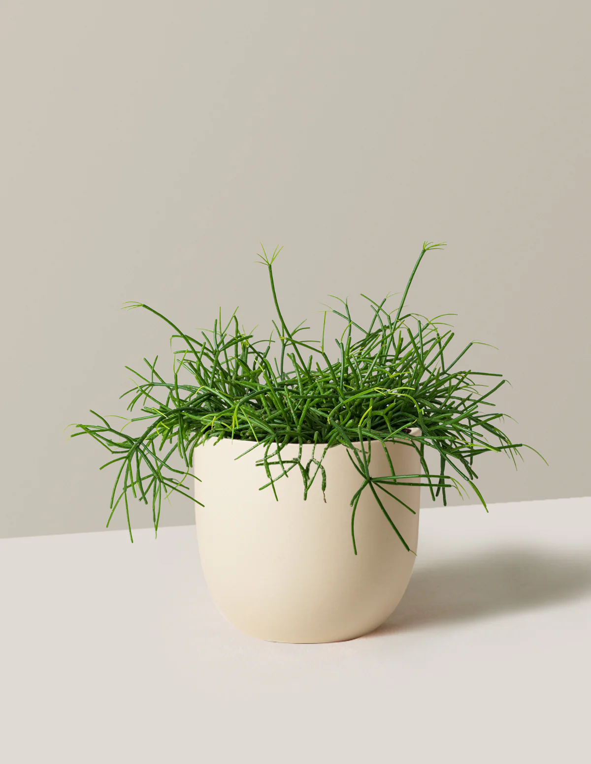Image of Mistletoe Cactus