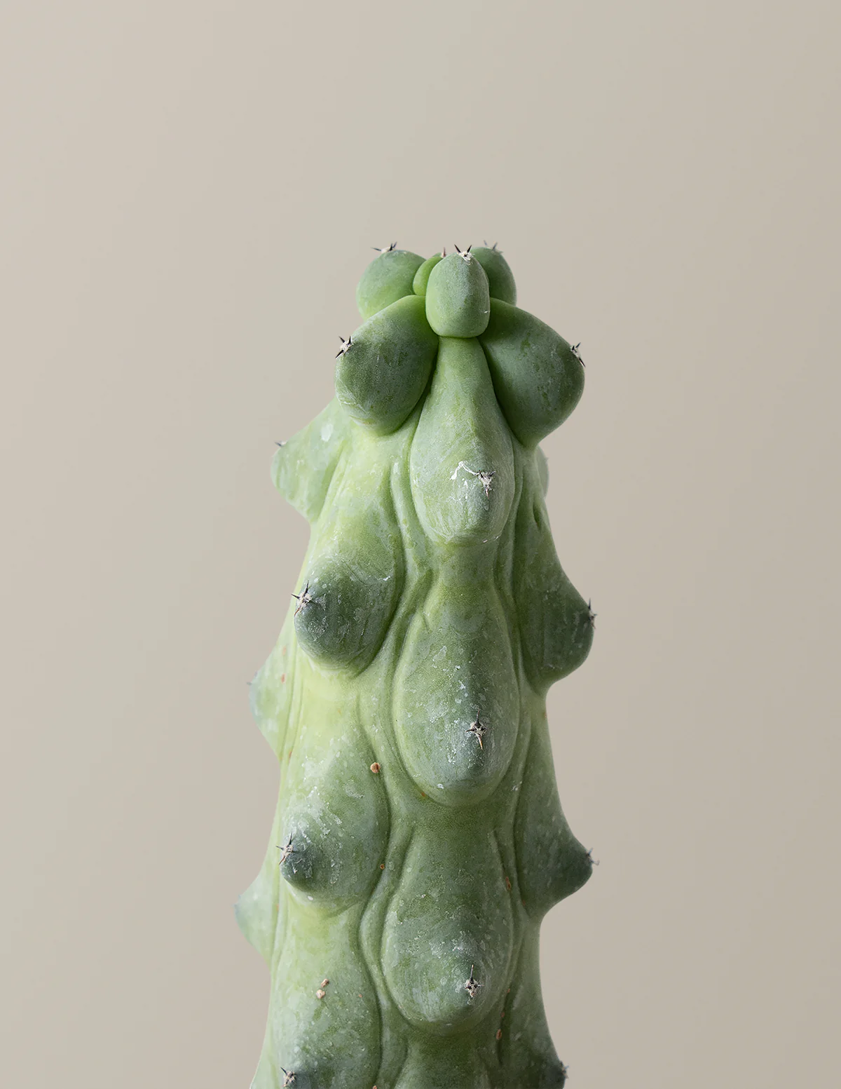 Image of Boobie Cactus