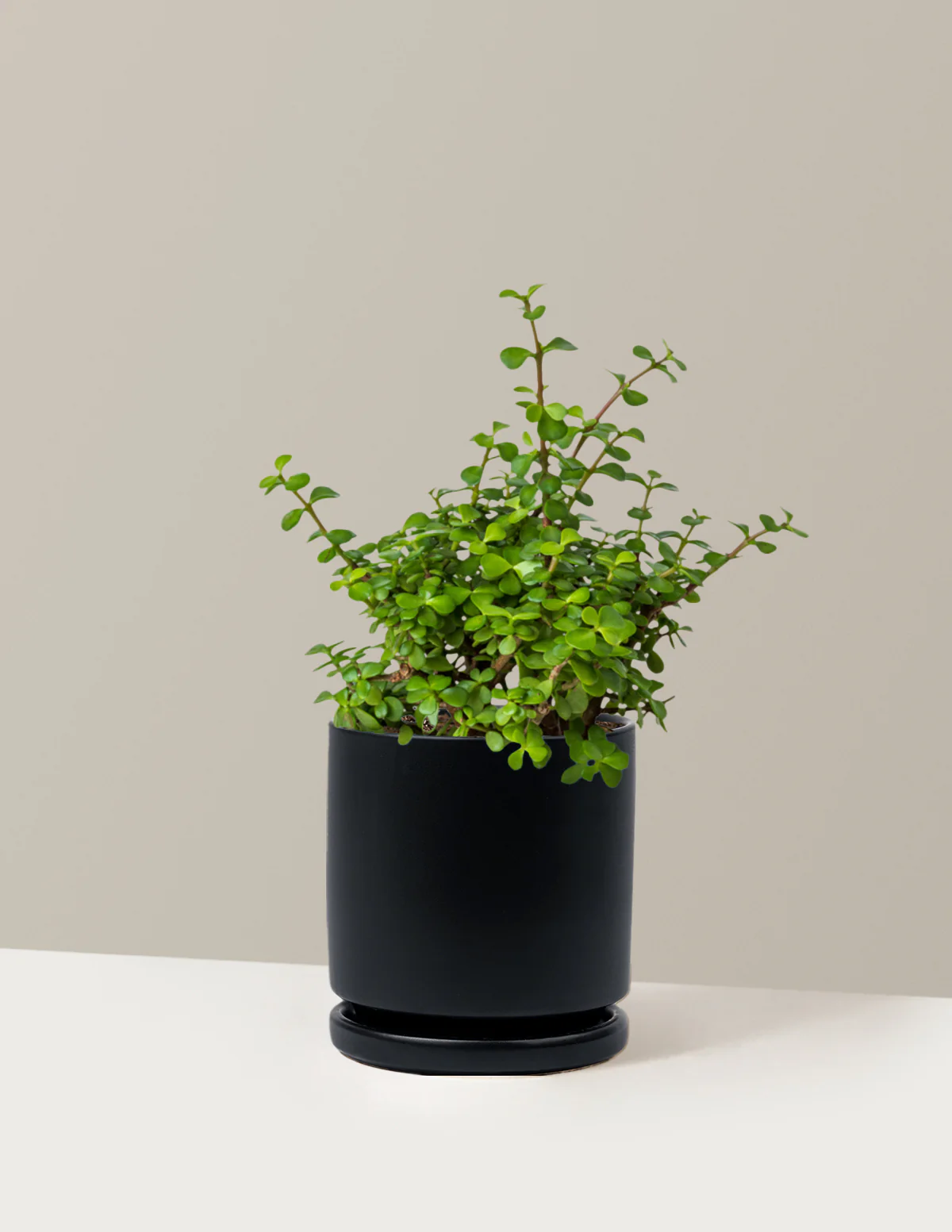 Image of Elephant Bush