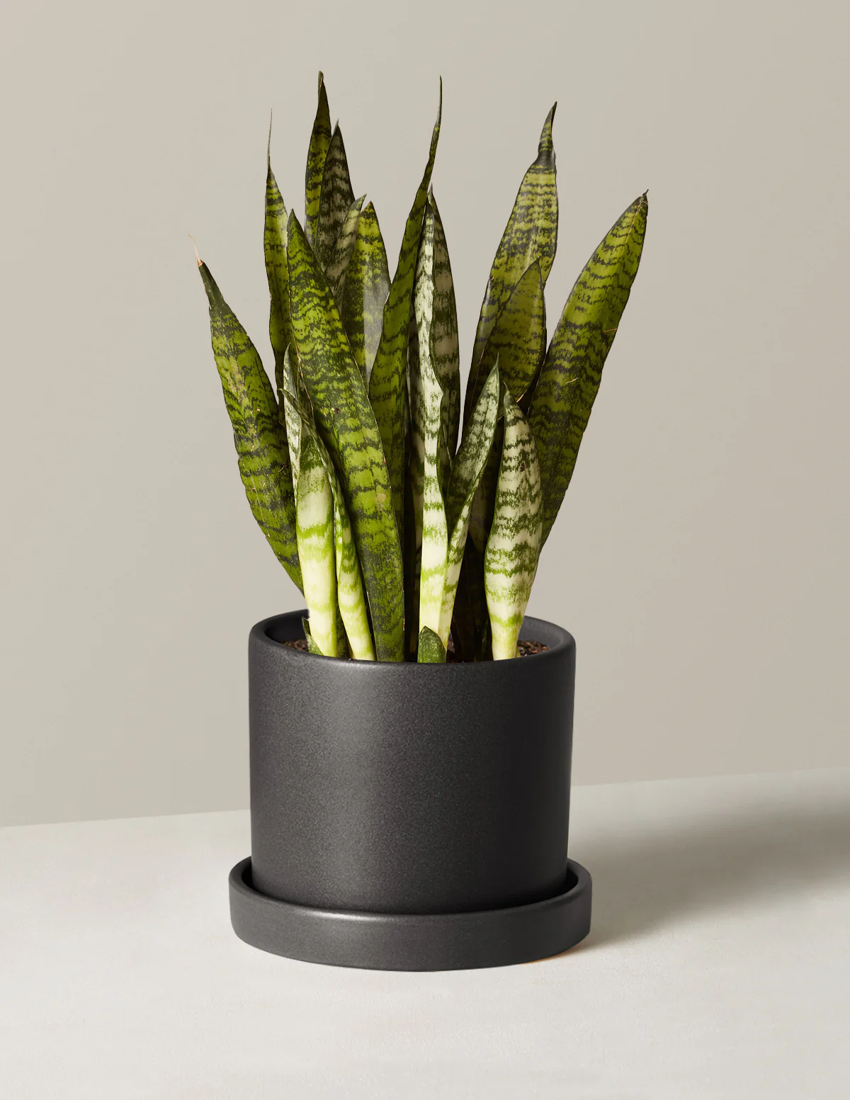 Image of Snake Plant Zeylanica