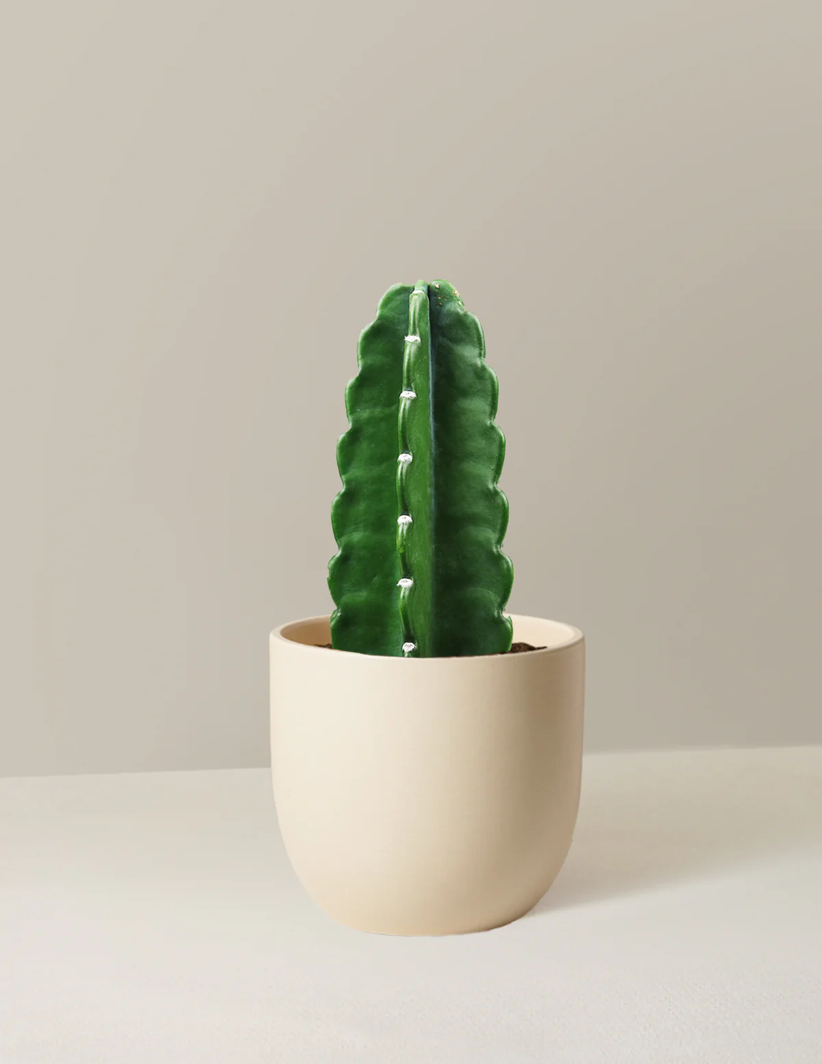 Image of Cuddly Cactus