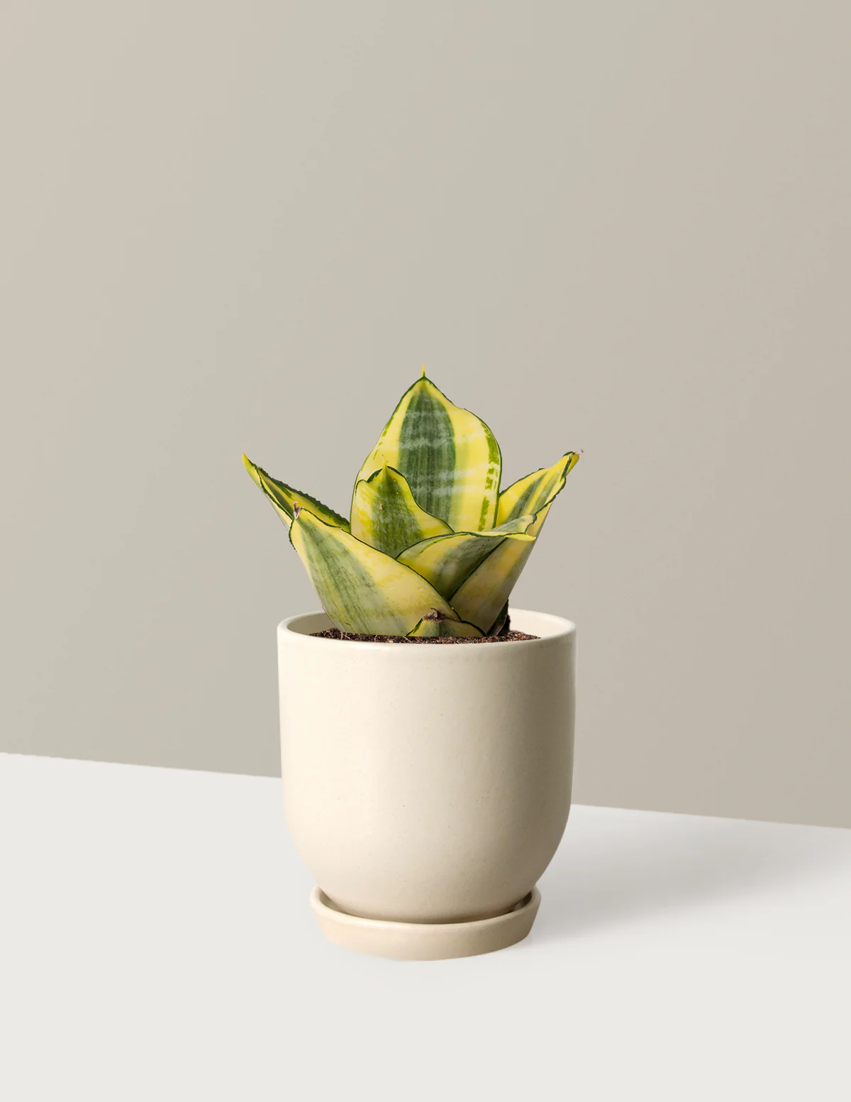 Image of Snake Plant Hahnii Gold