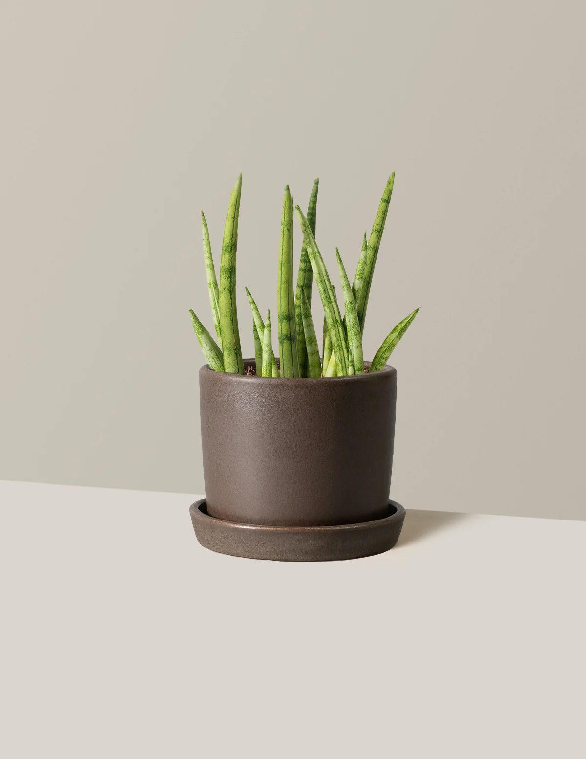 Image of Snake Plant Cylindrica