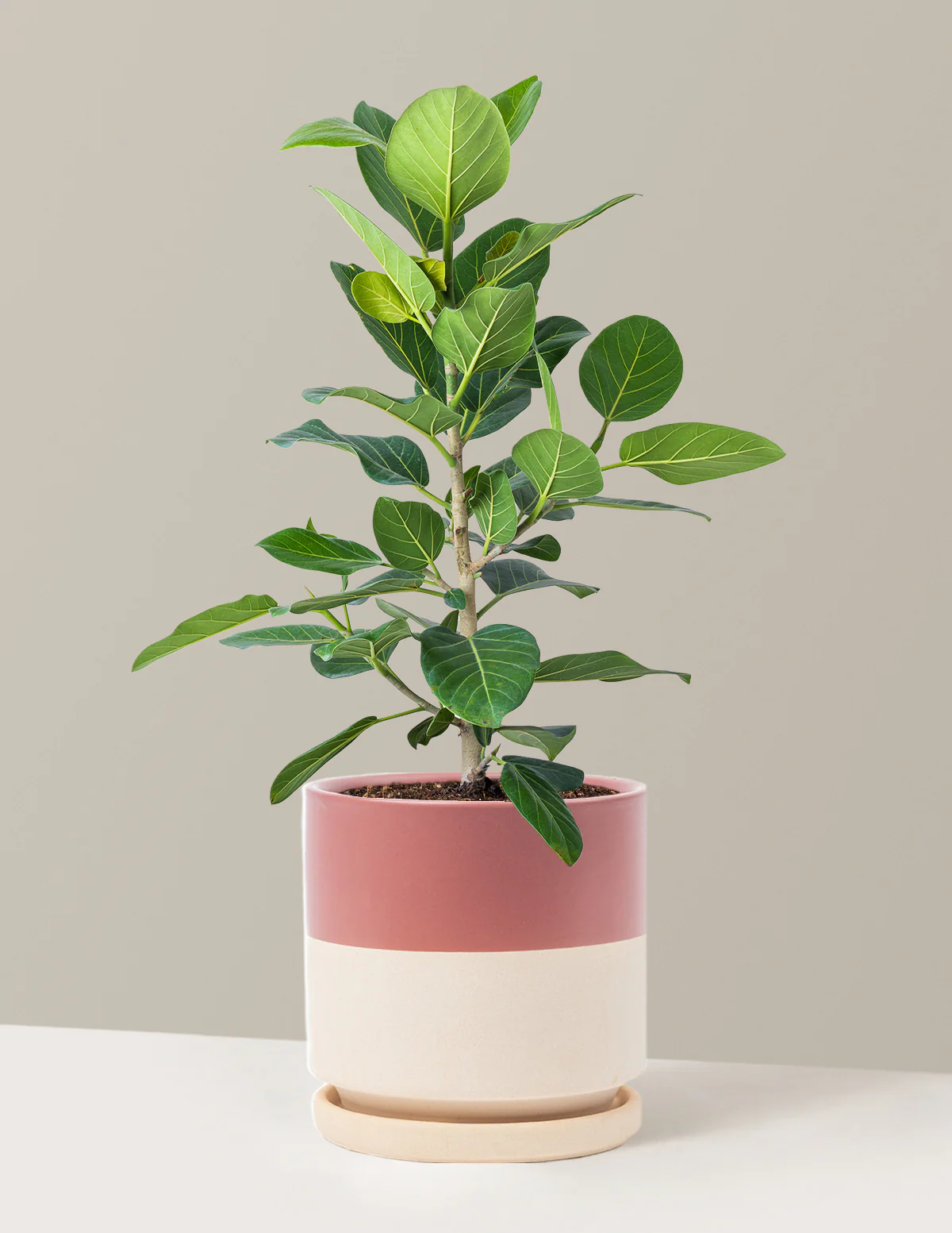 Image of Ficus Audrey Bush