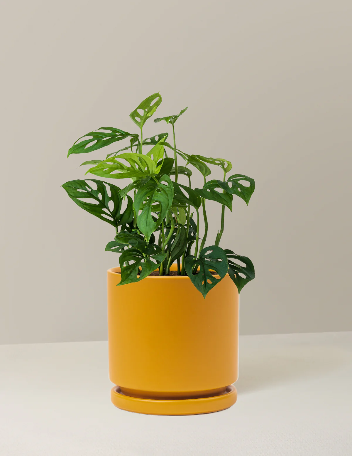 Image of Monstera Skeleton Plant