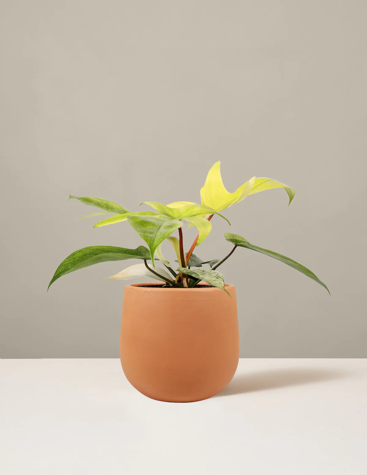 Image of Philodendron Florida Ghost