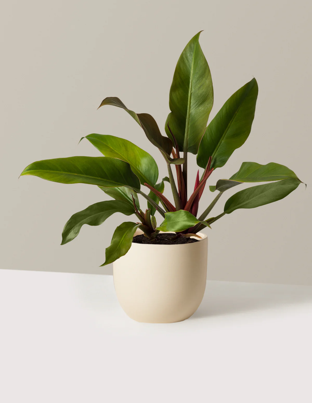 Image of Philodendron Autumn