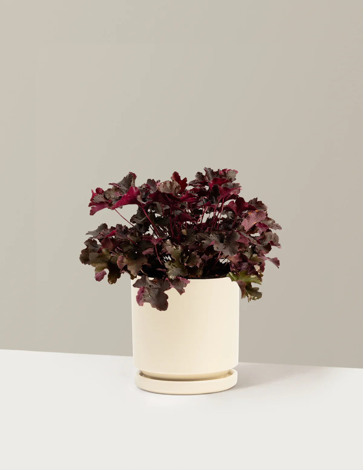 Image of Balboa Sunset® Heuchera