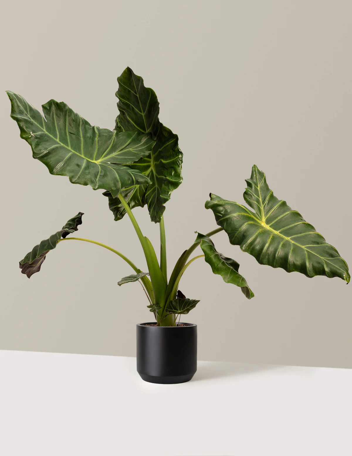 Image of Mayan Mask Alocasia