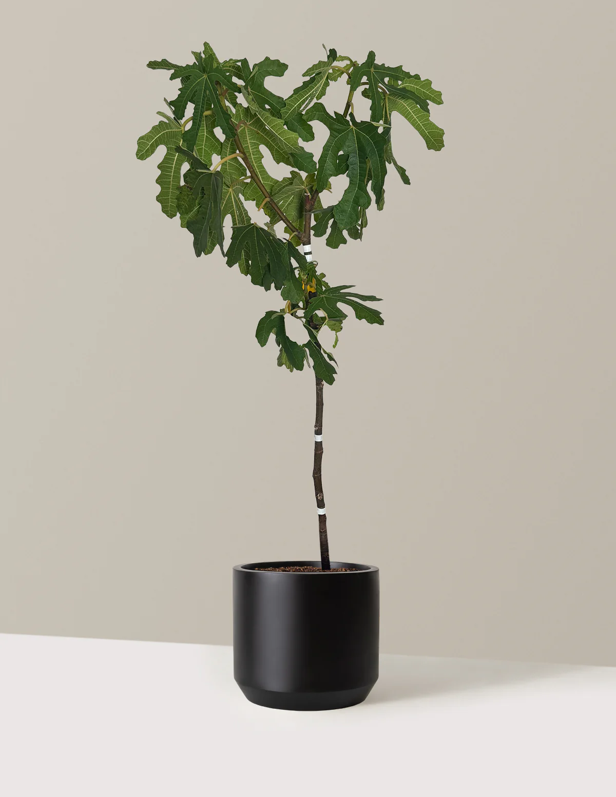 Image of Black Mission Fig