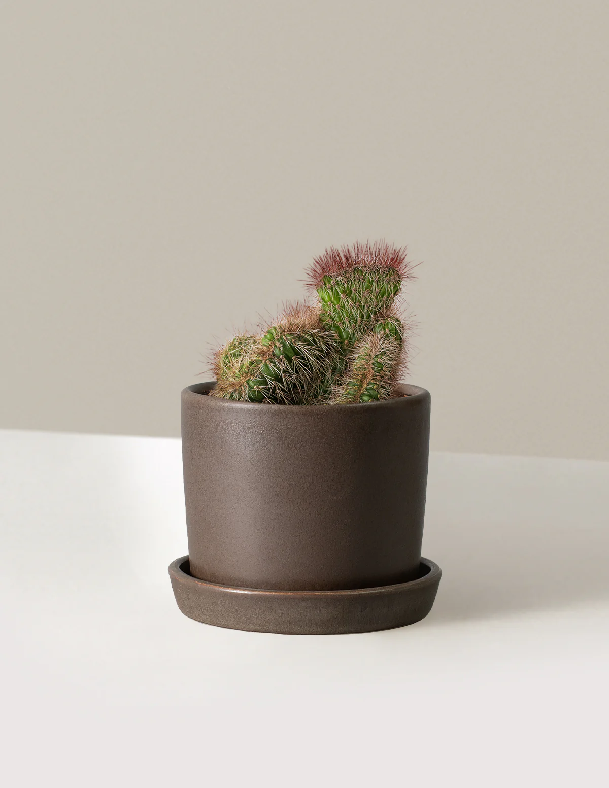 Image of Teddy Bear Cactus