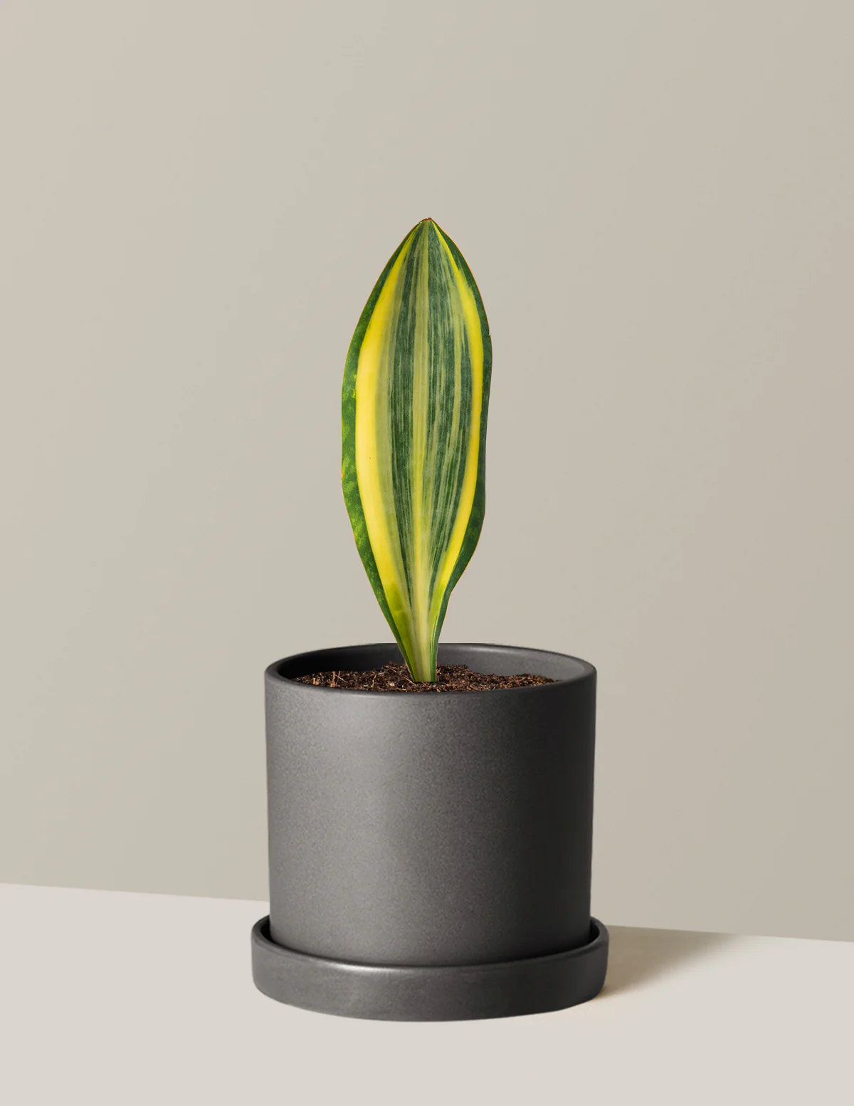 Image of Whale Fin Snake Plant