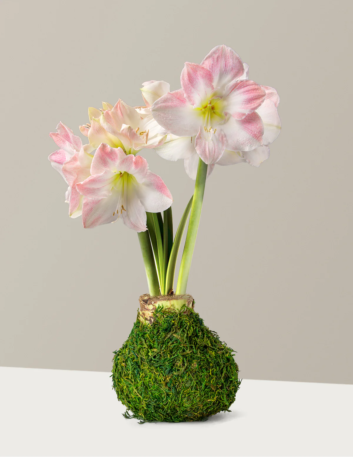 Image of Waxed Amaryllis Bulb