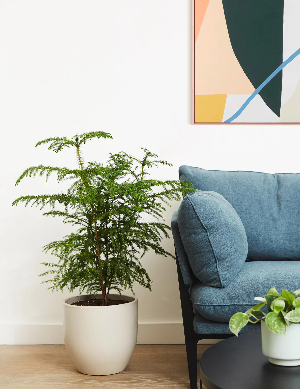 Image of Norfolk Island Pine
