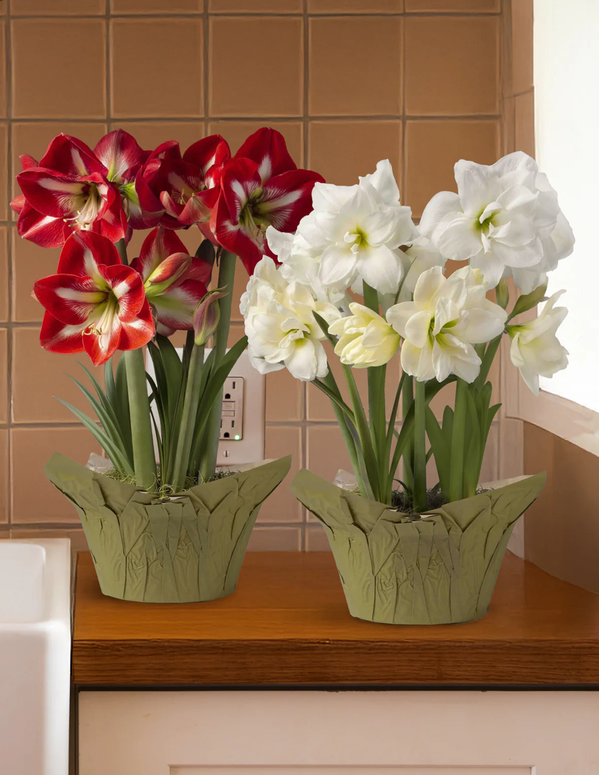 Image of Festive Amaryllis