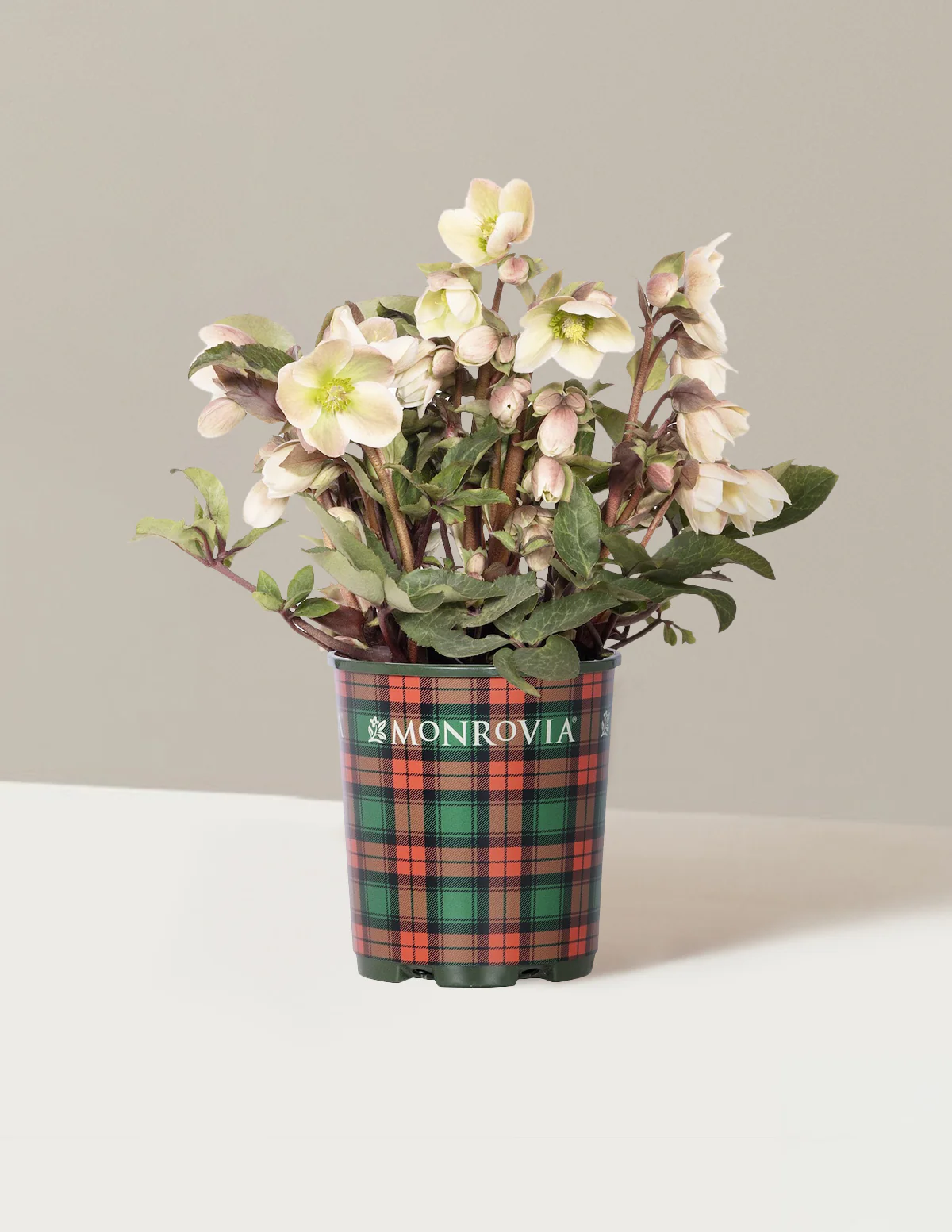 Image of Ivory Prince Hellebore